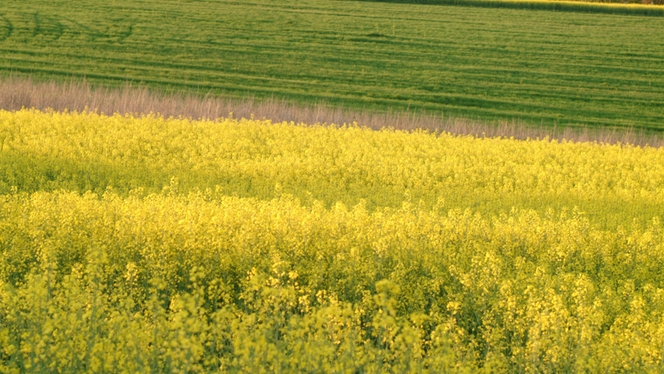 Endress+Hauser EcoVadis Premium Report